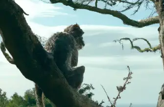Monkey Haven, Isle of Wight, England