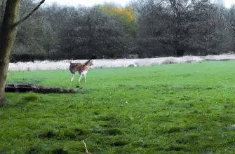 Knowsley Safari Park, Prescot, England