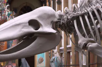 Eton College Natural History Museum, Eton, England