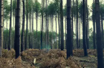 Sherwood Forest, Nottinghamshire, England