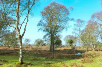 New Forest National Park, Hampshire, England