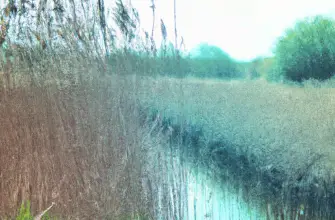 Rye Meads Nature Reserve, Rye Road, England