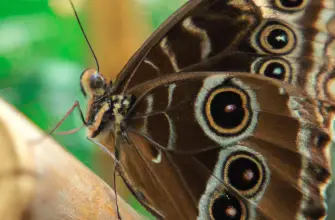 Stratford Butterfly Farm, Stratford-upon-Avon, England