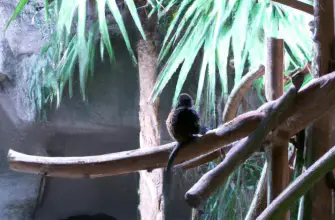 Colchester Zoo, Colchester, England