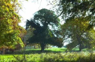 Clumber Park, Worksop, England