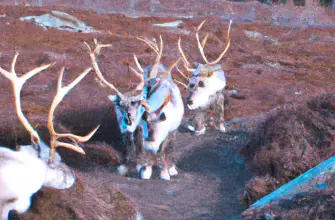 The Cairngorm Reindeer Herd, Cairngorms National Park, Scotland