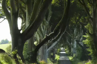 The Dark Hedges, Ballymoney, Northern Ireland