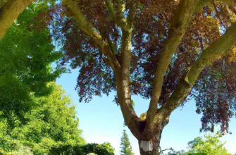 Dorneywood Garden, Burnham, England