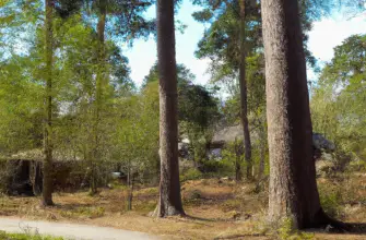 The New Forest Wildlife Park, Ashurst, England