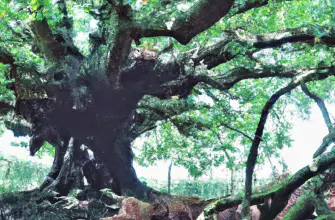 Goodleaf Tree Climbing, Isle of Wight, England