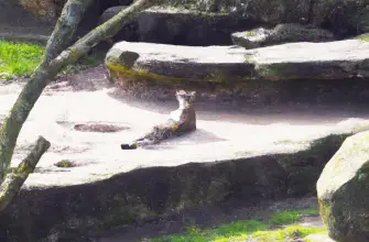 Isle of Wight Zoo, Isle of Wight, England