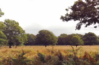 Richmond Park, London, England