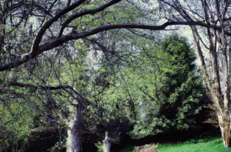 Pittencrieff Park, Dunfermline, Scotland