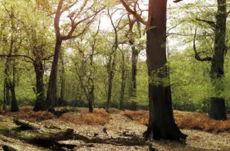 Epping Forest, Essex, England