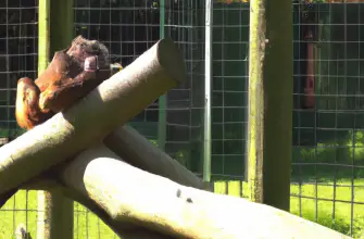 Monkey World - Ape Rescue Centre, Wareham, England