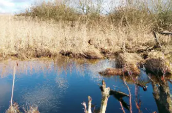 Leighton Moss RSPB Reserve, Lancashire, England