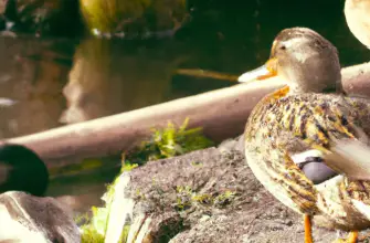 Boarstall Duck Decoy, Aylesbury, England
