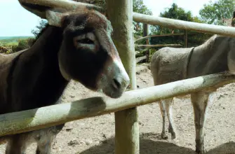 The Isle of Wight Donkey Sanctuary, Isle of Wight, England