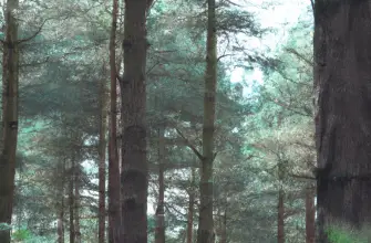 Sherwood Pines Forest Park, Nottinghamshire, England