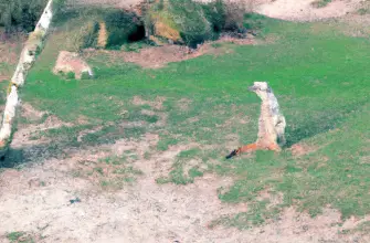ZSL Whipsnade Zoo, Dunstable, England